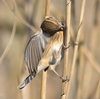 ツルの国に鳥を見に行った日記（２０２３　１２２３～２４）その２０。