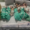 ガザの2大病院、燃料不足で稼働停止 新生児6人死亡