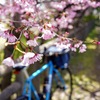 TADAスポルティーフ：淀城跡桜と淀の河津桜