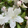 雨あがりの花たち