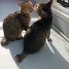 ピーマンの収穫