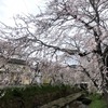 雨予報の中、桜を求めて県内ドライブ・・いい感じでしたが、最後にどんでん返し・・