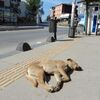  犬の昼寝