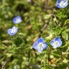 オオイヌノフグリの写真素材｜著作権フリー商用可の花素材