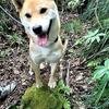 旧登山道をゆく