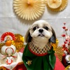 お客様ワンちゃん、保護っ子ワンちゃん