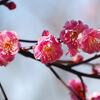 紅梅／今日の俳句　≪第2413号≫