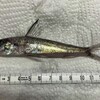 深海魚直送便(その2)　メヒカリの刺身と唐揚げ