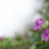 EF50mm F1.2とかいうじゃじゃ馬