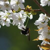 樹木公園「山桜」