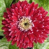 宿根ガーベラ ガルビネア スイート