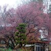 桜便り・蕾