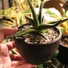 #803 株分け＆植替え
