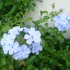 厳しかった夏越え