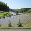 開墾畑早苗の植田水光る