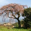 古田の 枝垂れ桜