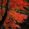 五所駒瀧神社の紅葉