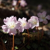 2019年4月6日 横根山（日帰り？）