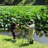 弘前公園のザリガニ駆除を目撃!ハスの花咲くお濠に生息