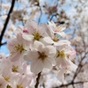 桜と花粉とエルゴベビー