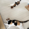 猫の食欲周期ってホントにある（・∩・）？