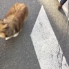 パリの可愛いさんたち