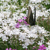 6月7日　愛山渓の蝶