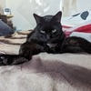 ワンニャン特集