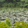 オゼコウホネの葉が　池塘にビッシリ　