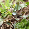 きゅうりの香りがする植物