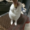 こたろう、頑張れ！