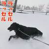 冬に逆戻り！舞い落ちてくる雪の華～幻想的な朝