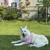暑い日と過保護犬