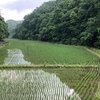 栃木県市貝町の田んぼへ行ってきました