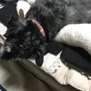 2/18（火）　東京風月堂　ゴーフレット　チョコ味だよ