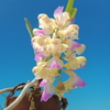 Aerides houlletiana