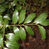 Cinnamomum japonicum　ヤブニッケイ