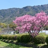 ハートの桜