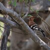 アフリカヤツガシラ(African Hoopoe)など