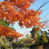 兼六園「紅葉と雪吊り」