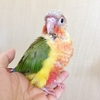 ウロコインコ ここる成長記【22日目】はじめての来客