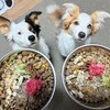 発酵野菜作りと最近のベルレイごはん🐶🍚🐶