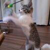 猫がやんちゃすぎる！落ち着く時期はいつ？
