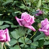 四季の香ローズガーデンにて〈230429〉At Rose Garden, the fragrance of the four seasons