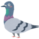 鳩問題、勃発