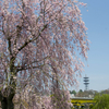 しだれ桜が満開