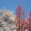 日中線のしだれ桜 ２０２１年 初のライトアップ？