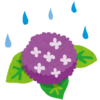#雨が降っております。今年は紫陽花が綺麗に咲くとよいな！