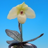 Paph. White Dwarf(malipoense x Psyche)