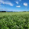 Part 2　そばの花が咲く山本山高原へ行ってきました